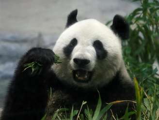 Panda gigante Shin Shin dá à luz aos 11 anos de idade