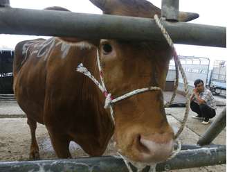 Suspeita de "vaca louca" no Brasil trava mercado do boi e frigoríficos suspendem abates