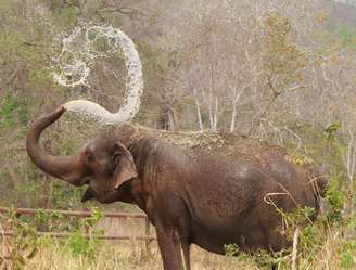 Registro de elefante no Santuário de Elefantes Brasil, no Mato Grosso.