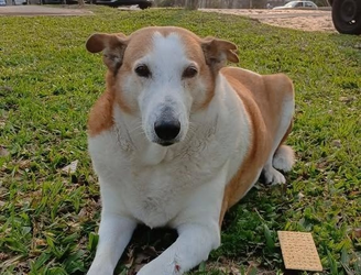 Silveira durante registro no Campus da UFSM, no Rio Grande do Sul