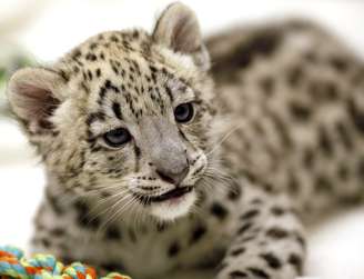 <p>Niko, um leopardo-das-neves, nasceu em maio nos EUA. A espécie (<em>Uncia uncia</em>) está ameaçada de extinção</p>
