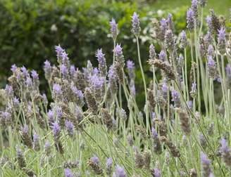 O óleo de lavanda é extraído por meio de destilação a vapor.