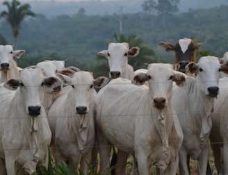 A emergência da mosca-da-bicheira na América Latina expõe, de forma evidente, as fragilidades zoossanitárias que afetam os mercados regionais e internacionais. Para o Brasil, o grande desafio consiste em equilibrar as oportunidades econômicas com altos padrões de biossegurança e sustentabilidade, exigidos por mercados rigorosos, como o europeu e o norte-americano. Pexels/ José Fagundes