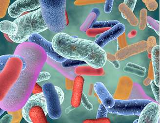 Microbiota intestinal