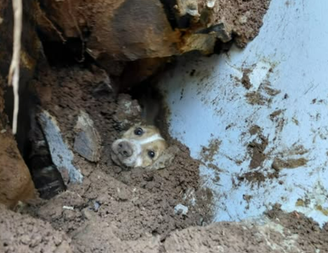Cachorro foi resgatado com vida após permanecer 19 horas sob os escombros de um muro que desabou em SC