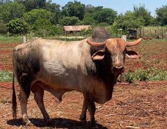 O touro Halloween desapareceu no Mato Grosso do Sul