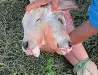 Bezerro nasce com duas cabeças em cidade do MA; mãe sobreviveu após tratamento
