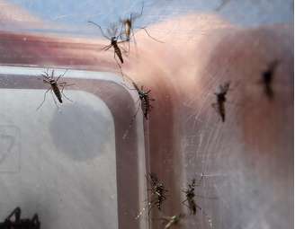 Estado de São Paulo contabiliza mais de mil mortes por dengue em 2025