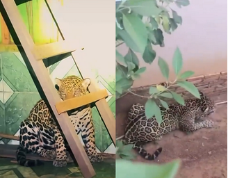 A onça-pintada foi capturada com a participação de várias forças de segurança