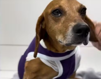 Cão comunitário Johnny, vítima de um ataque com líquido quente enquanto dormia em uma calçada de Goiânia, apresentou agravamento no estado de saúde e passou a enfrentar uma infecção generalizada