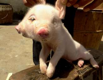 Imagem registrada no dia 10 de abril mostra um porco com duas faces em Jiujiang, província chinesa de Jiangxi. Segundo um veterinário, o animal sofre de uma rara deformidade e dificilmente sobreviverá. Veja a seguir outros casos incríveis de mutações genéticas