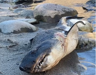  O tubarão-salmão foi descoberto nas margens do rio Salmon em Riggins, Idaho 