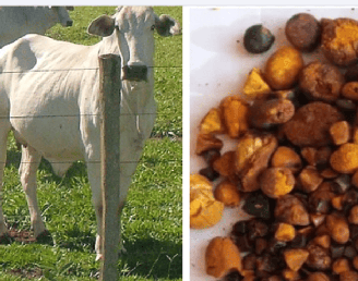 Assim como os homens podem ter pedras nos rins, os bois podem ficar com cálculos biliares na vesícula. E, quando isso acontece, o dono do gado pode ganhar muito dinheiro.