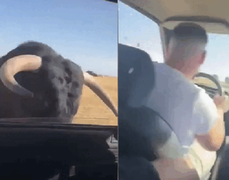 Touro ataca e quebra vidro de carro durante festival popular na Espanha