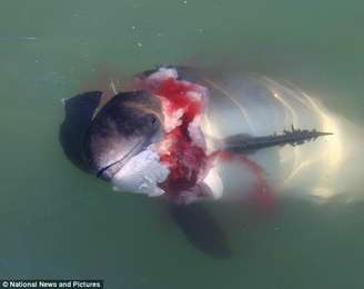 Depois de ataques a botos, as focas cinzentas podem começar a atacar humanos 