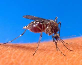 O mosquito 'Aedes aegypti' é transmissor do zika vírus, da dengue e da chikungunya