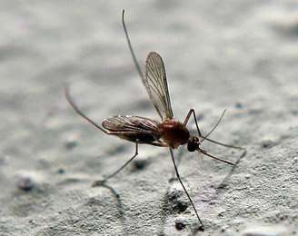 Doença é transmitida por mosquitos do gênero Culex, ou seja, os pernilongos comuns
