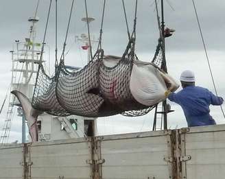 <p>Baleia minke é descarregada em porto da ilha de Hokkaido, em setembro de 2013  </p>