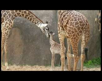 <p>Girafa foi apresentada ao público pela primeira vez na sexta-feira</p>