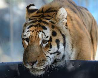 <p>O tigre Baikal, morto após entrar na jaula de dois tigres mais jovens</p>