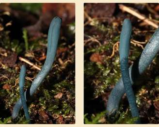 Pesquisador descobre raro fungo azul na serra catarinense