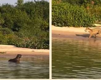 Capivara escapa de onça-pintada em caçada impressionante no Pantanal