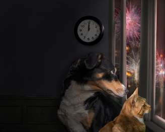 Todo final de ano é o mesmo drama com o medo dos seus pets por causa dos fogos de fogos de artifício? Fomoscódigo aposta ganhabusca de soluções!