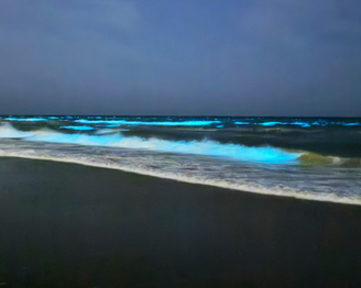 O fenômeno é chamado de bioluminescência e é provocado pela presença de Noctiluca scintillans