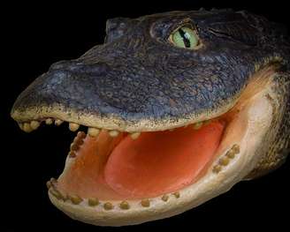 "Este crocodilo com dois metros de altura tinha o focinho muito curto e a mandíbula muito forte", afirmou paleontólogo