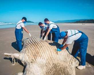 A baleia, medindo cerca de 7 metros, foi encontrada já morta na Praia de Guaratuba, em Bertioga, litoral do Estado de São Paulo