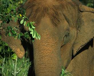 Lady, de 52 anos, morreu por eutanásia na noite de quarta-feira, 15, no Santuário de Elefantes Brasil (SEB), na Chapada dos Guimarães, no Mato Grosso.