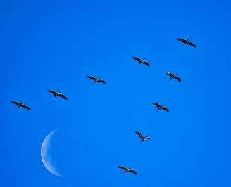 Aves em migração