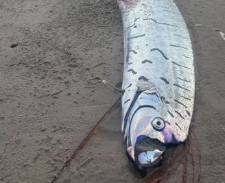 Peixe-remo do "fim do mundo", raramente visto, aparece na costa oeste selvagem da Tasmânia