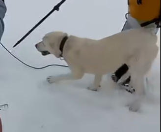Cachorro é resgatado vivo após ficar nove dias sozinho na neve