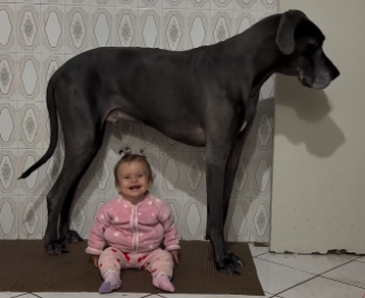 LeBron, um dogue alemão de 60 kg, é "babá" da pequena Maitê desde que nasceu