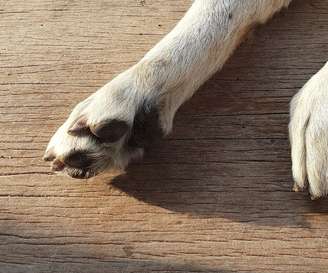 Tome cuidado para que seu cachorro não queime a pata no chão no verão –