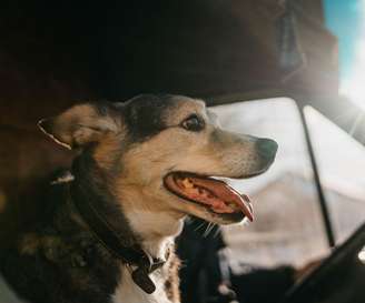 O calor dentro do carro pode ser um problema para o seu pet –