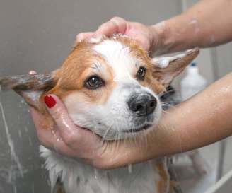 Os banhos podem ajudar muito no bem-estar dos cães no verão –