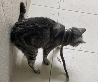 O gato de Rebecca foi encontrado com uma cobra enrolada em seu pescoço