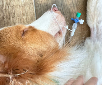 Cão Pingo durante cuidados em UTI após intoxicação por plantas