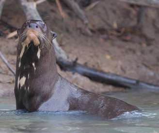 Trent explica que, se queremos preservar a biodiversidade, conhecer o comportamento das espécies é fundamental inclusive para que sejam respeitados em sua complexidade animal