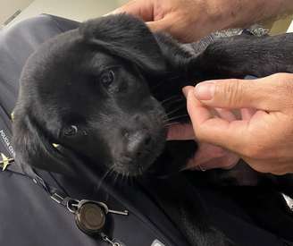 Cachorro foi adotado por um funcionário