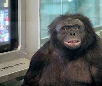 Uma nova pesquisa revelou que a brincadeira de faz de conta, comum no marco do desenvolvimento de crianças, não é de exclusividade humana. Tal capacidade de imaginação também está atrelada aos macacos. Nesse cenário, o bonobo Kanzi, protagonista de experimentos inovadores, abre caminho para se repensar os limites da cognição animal.