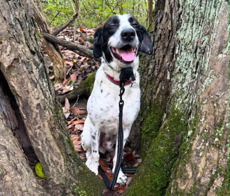 Timber, o cachorro de Dylan Reedy, antes de desaparecer e ser acolhido por 8 meses por um abrigo.