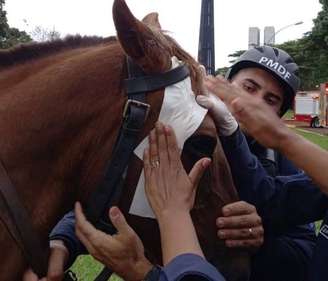 Cavalo da Polícia Militar do Distrito Federal foi agredido durante invasão –
