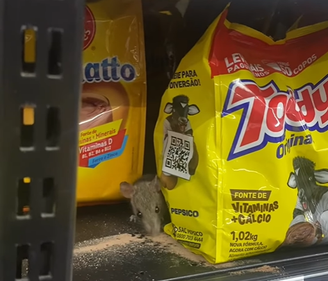 Rato se alimentando de achocolatado em supermercado