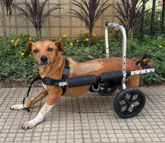 Cadela paraplégica é resgatada pela polícia durante enchentes em MG 