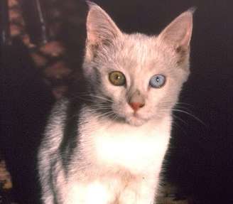 A cidade de Van, na Turquia, tornou-se conhecida por seus gatos de pelagem predominantemente branca e olhos expressivos. Muitos apresentam um olho azul e outro âmbar, característica que ajudou a transformá-los em símbolos locais.