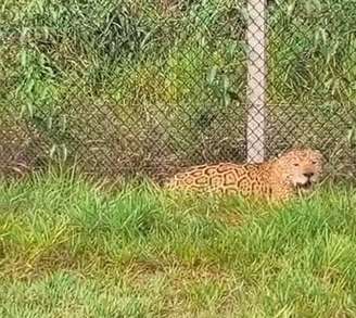 Onça foge do Parque Estadual Morro do Diabo e equipe se mobiliza para resgatar felino em Teodoro Sampaio, oeste paulista.
