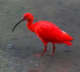 O guará-vermelho é uma ave típica de regiões costeiras da América do Sul, encontrada principalmente em manguezais e áreas alagadas. Seu nome faz referência à plumagem de tom vermelho intenso, característica marcante da espécie e que chama a atenção mesmo à distância.